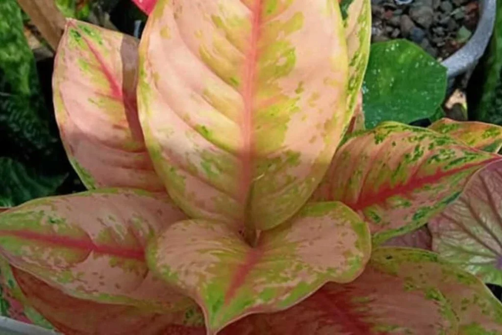cara menanam aglaonema