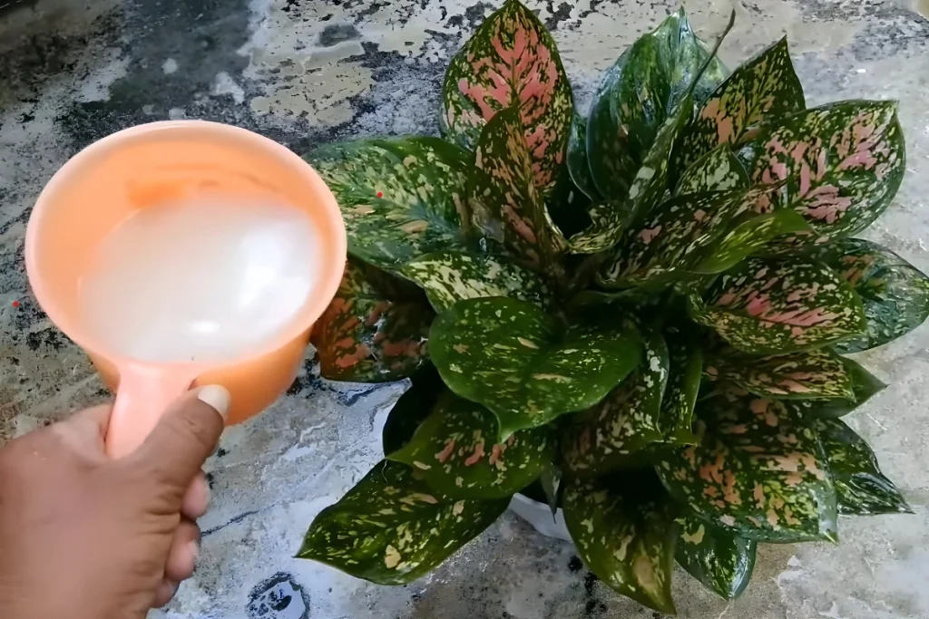 pupuk aglaonema