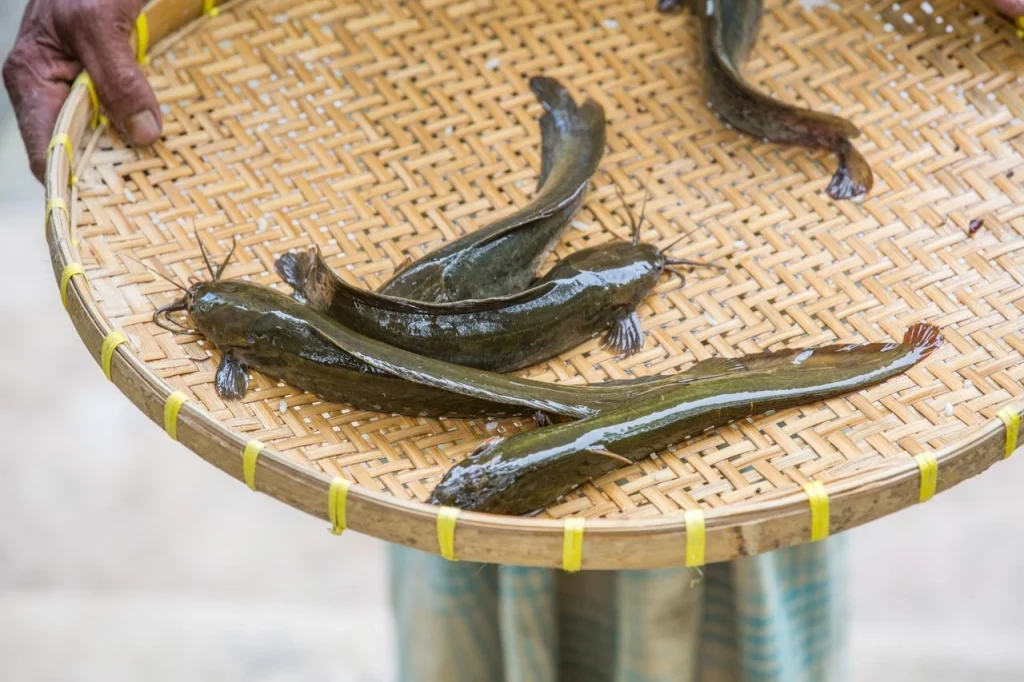 budidaya ikan lele di kolam terpal