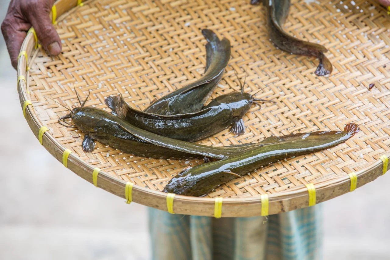 budidaya ikan lele di kolam terpal
