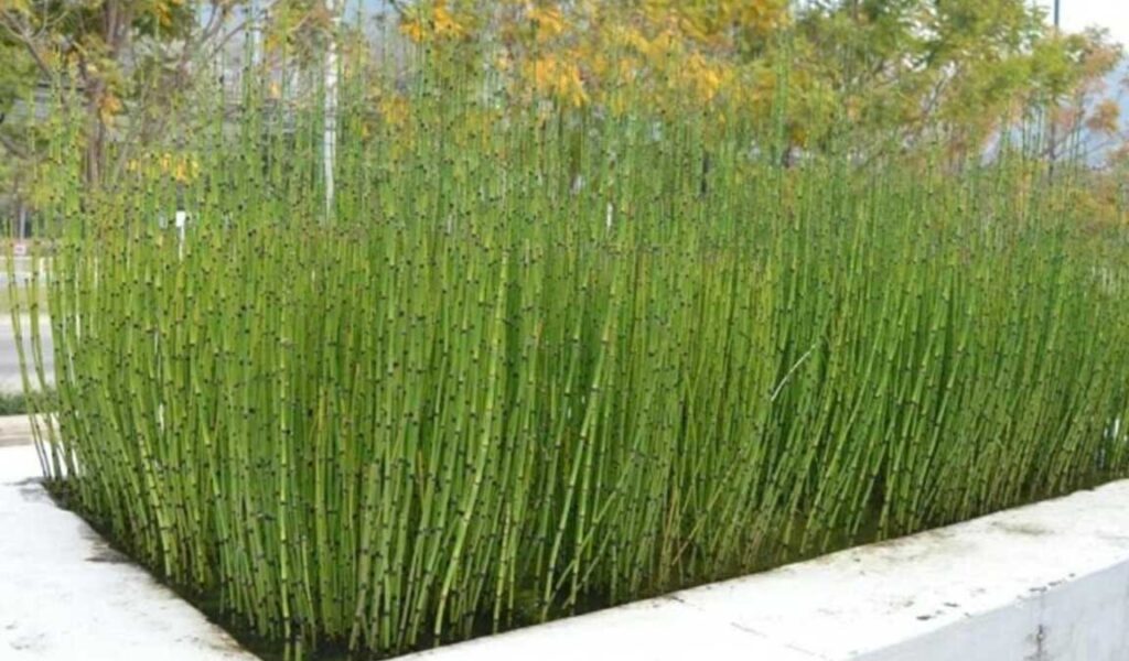 cara merawat tanaman bambu air