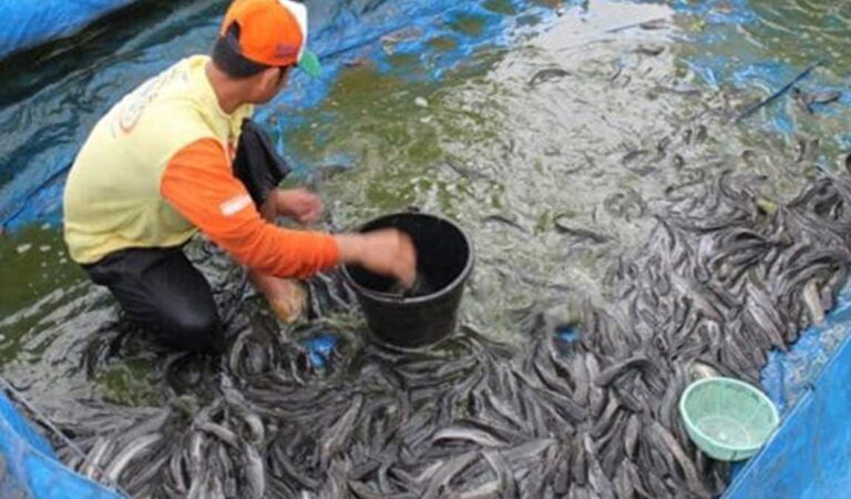 Cara Budidaya Ikan Lele Di Kolam Terpal Mudah Untuk Pemula