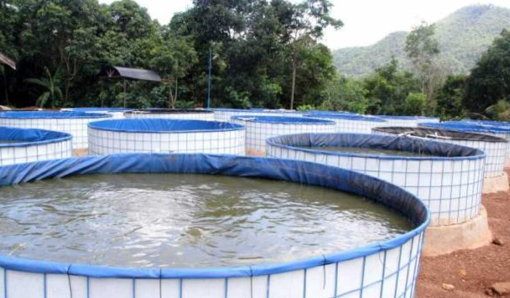 kolam bioflok ikan nila