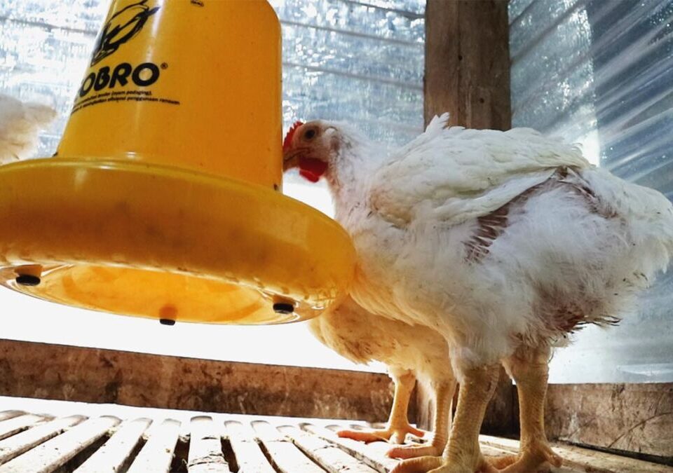 Cara Budidaya Ayam Petelur Secara Lengkap Dan Telah Terbukti