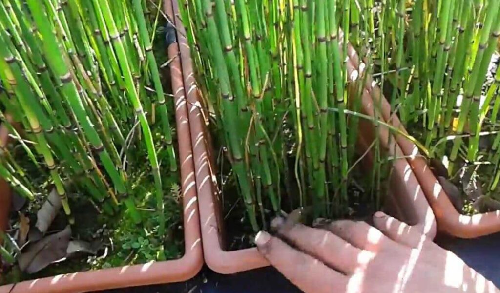 media tanam bambu air