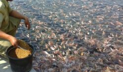 jenis ikan nila unggulan