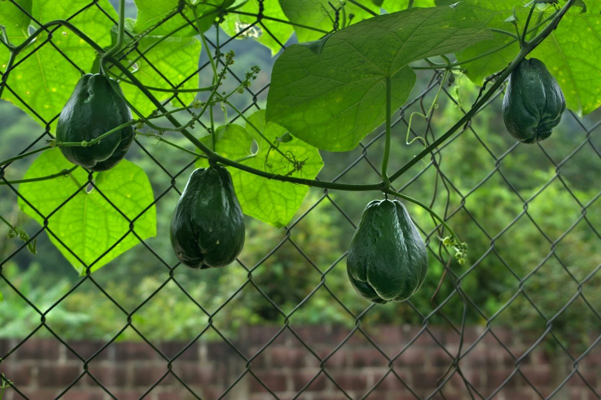Teknik Budidaya Labu Siam