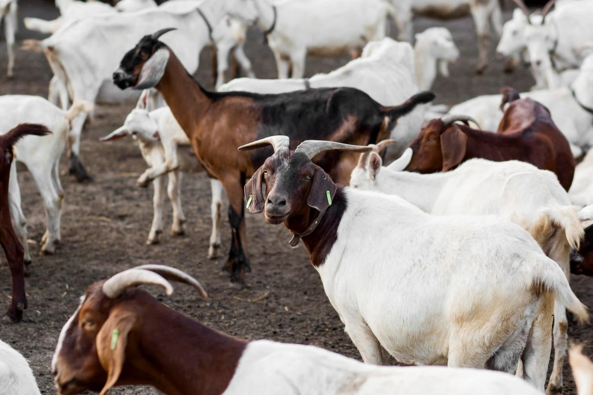 Usaha Ternak Kambing 100 Ekor