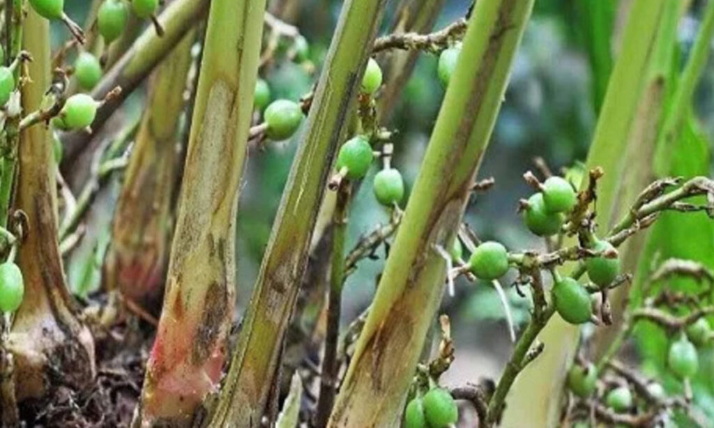 pengendalian penyakit tanaman kapulaga