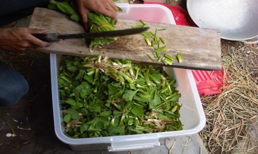 jenis pakan ikan mas