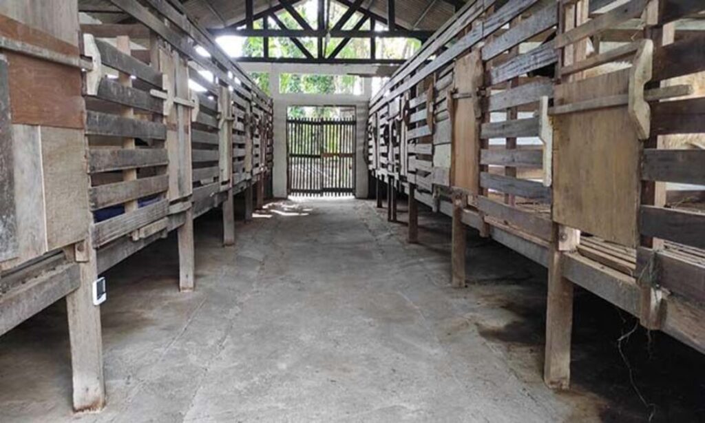 kebersihan kandang domba