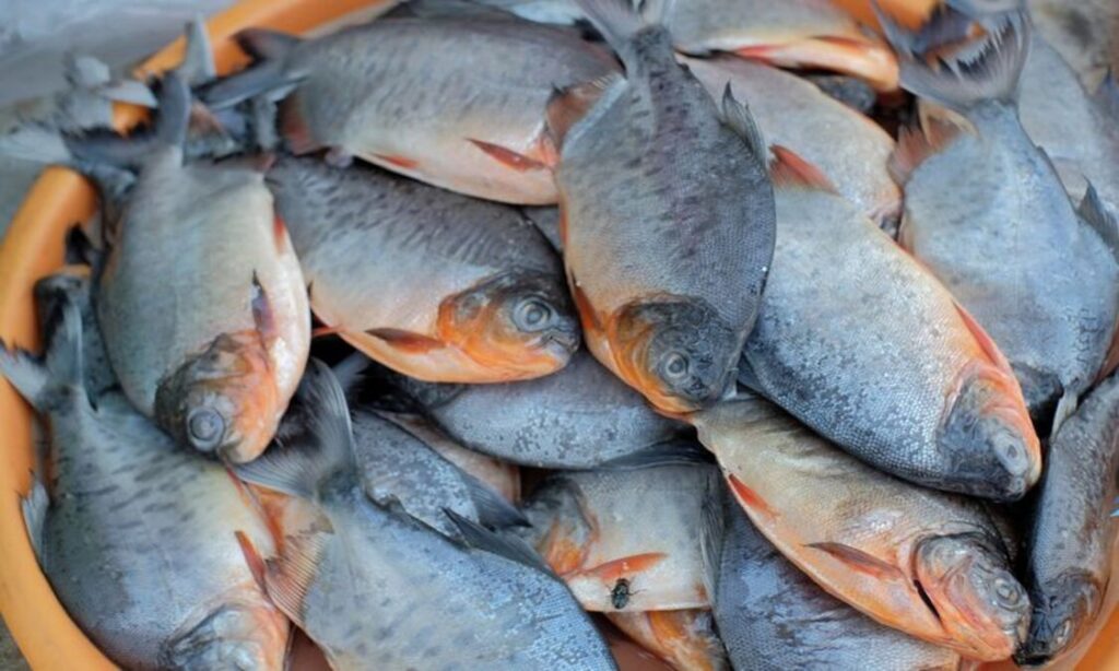 Keuntungan Usaha Ternak Ikan Bawal