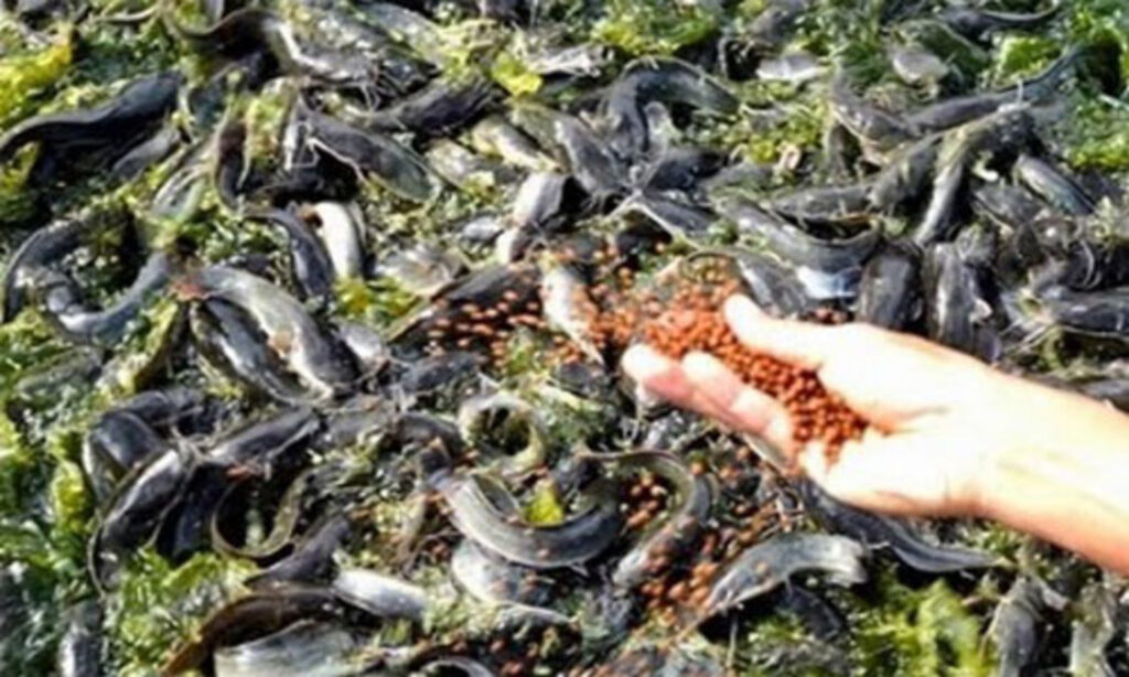 pemberian pakan ikan lele