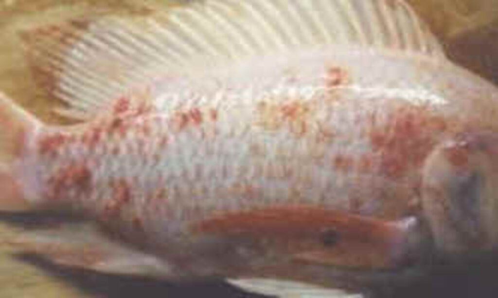 penyakit ikan nila