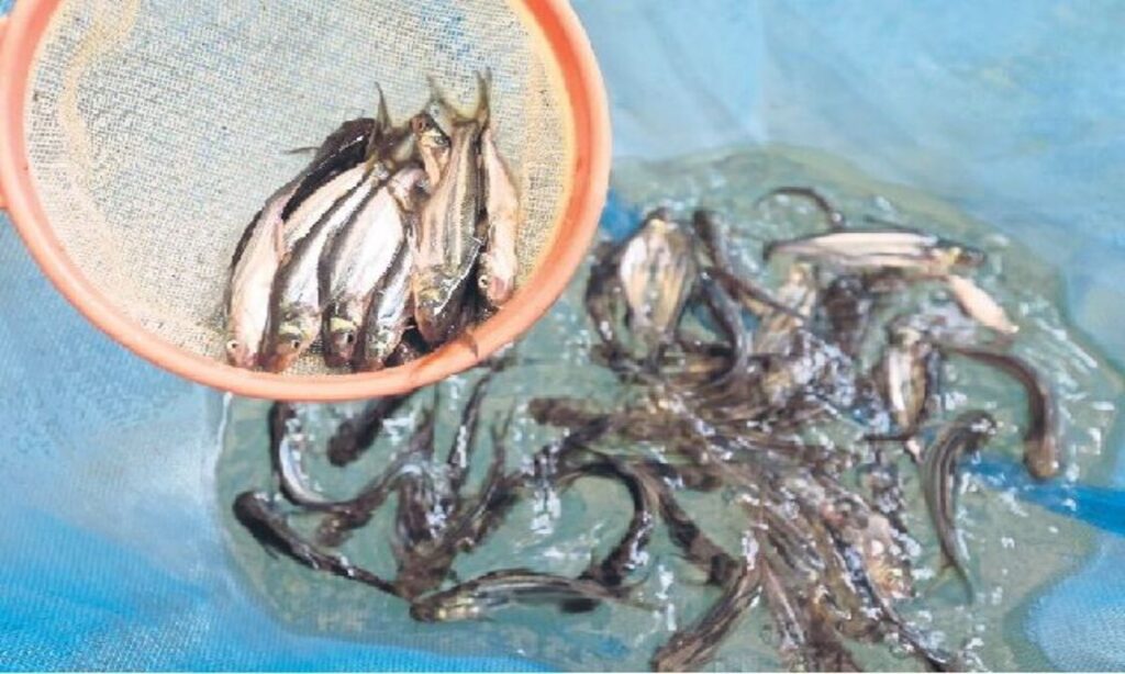 Penyebab Serangan Penyakit Ikan Patin