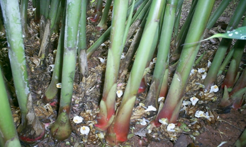 penyebab penyakit tanaman kapulaga