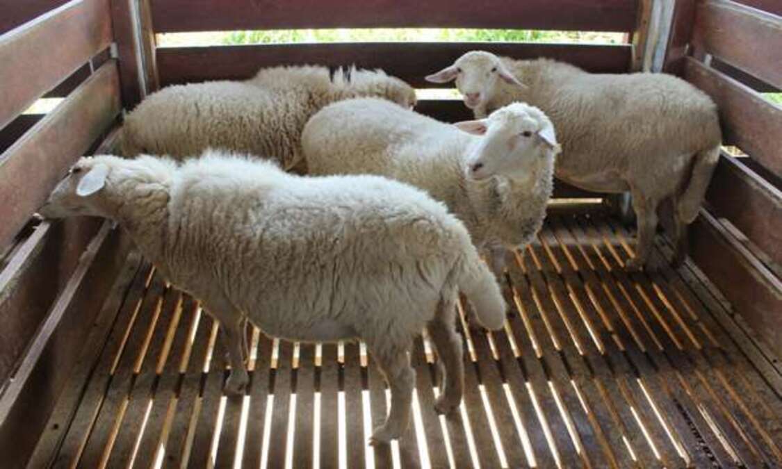 Domba Gemuk, Kantong Tebal: Rahasia Merawat Domba Agar Cepat Gemuk!