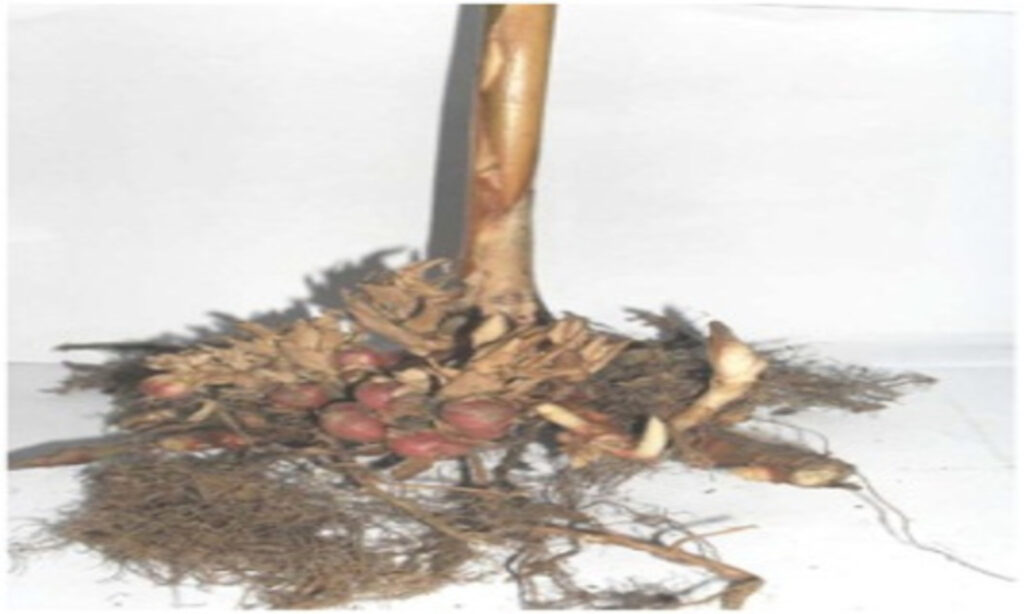 penyakit tanaman kapulaga
