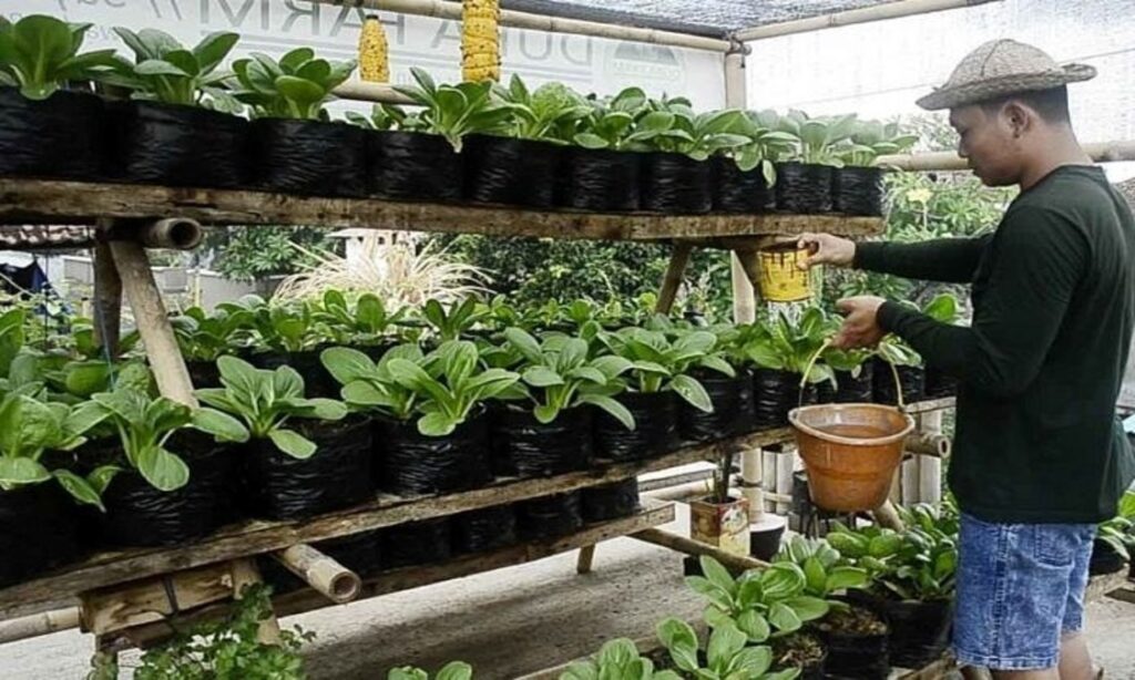 Peluang Bisnis Sayur Organik untuk Pemula