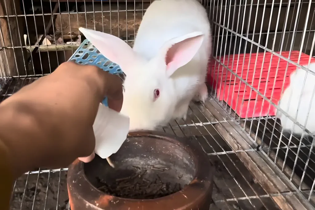 Makanan Kelinci Agar Cepat Besar Konsentrat