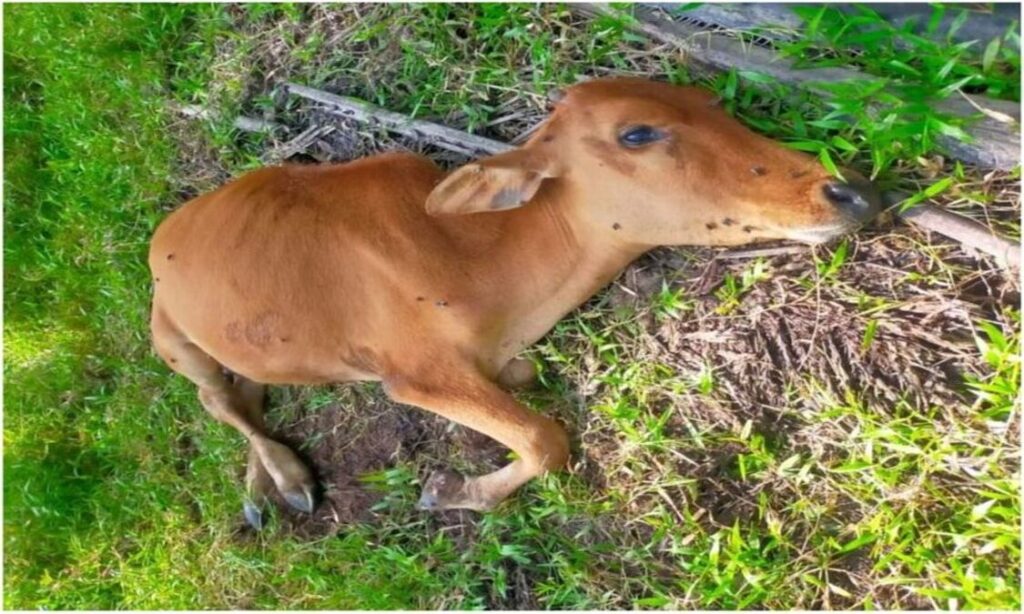 jenis penyakit sapi