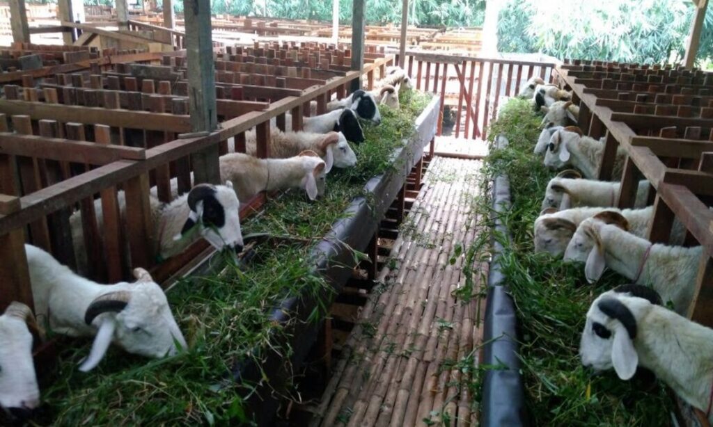 kualitas pakan domba