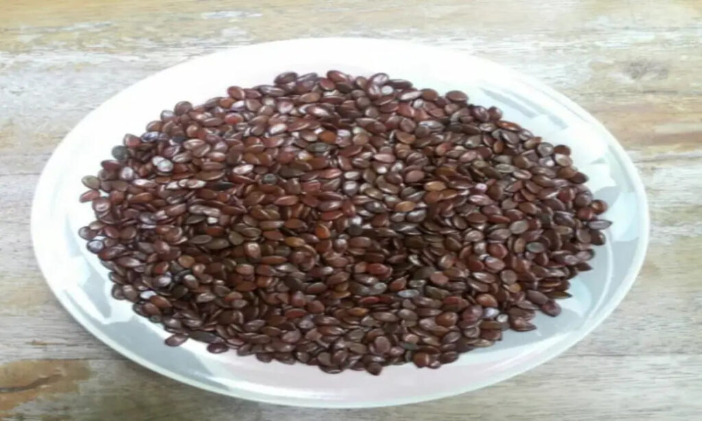 pakan lamtoro kering