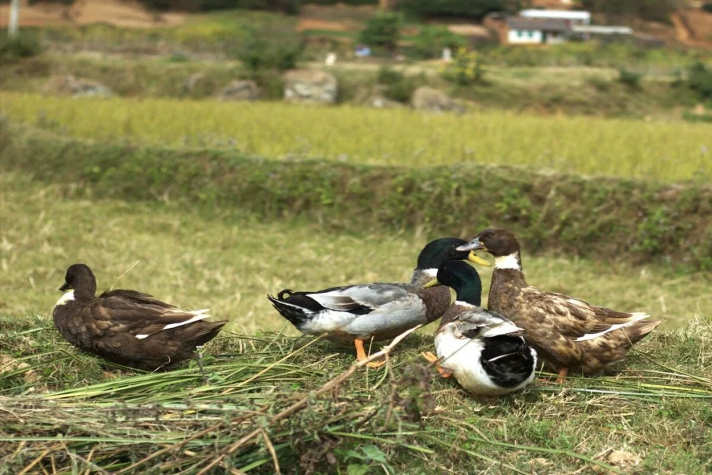 Pakan bebek pedaging 100 ekor