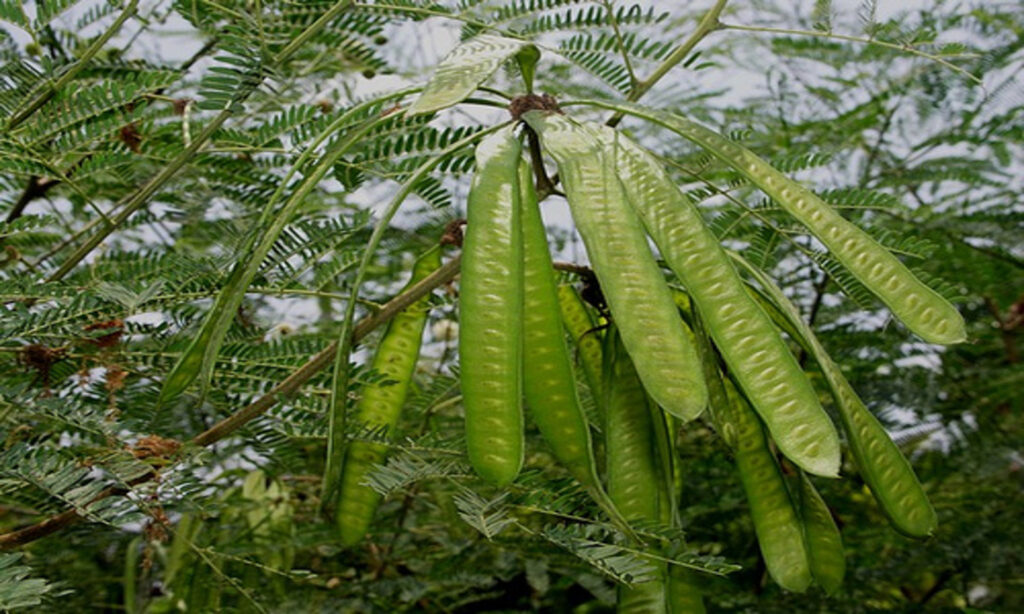 pakan daun lamtoro
