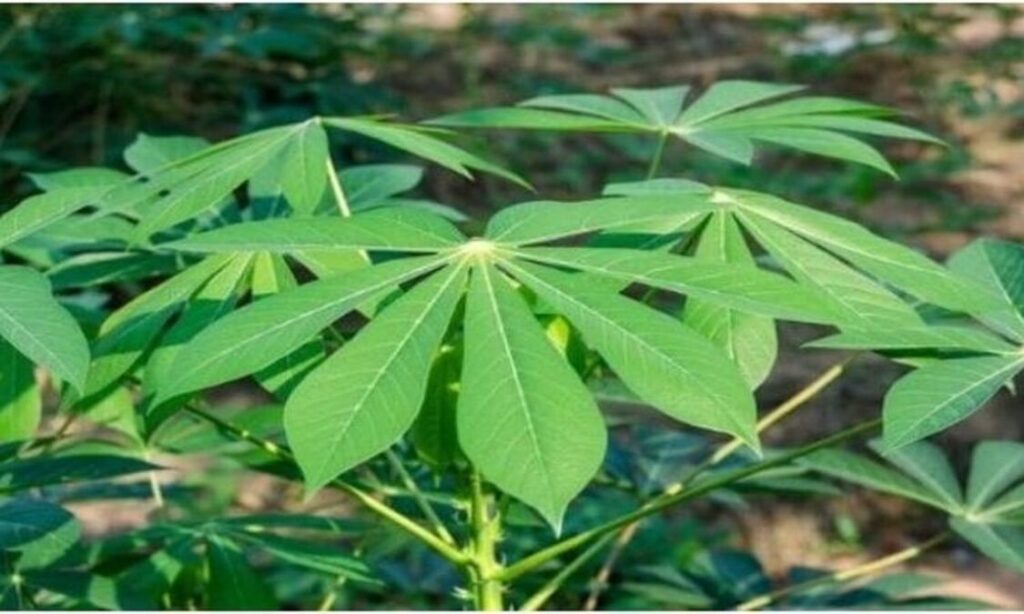 pakan daun singkong