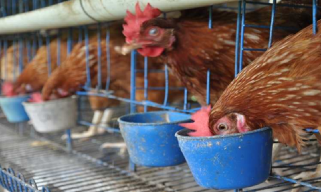 Cara Budidaya Ayam Petelur Paling Lengkap Untuk Pemula