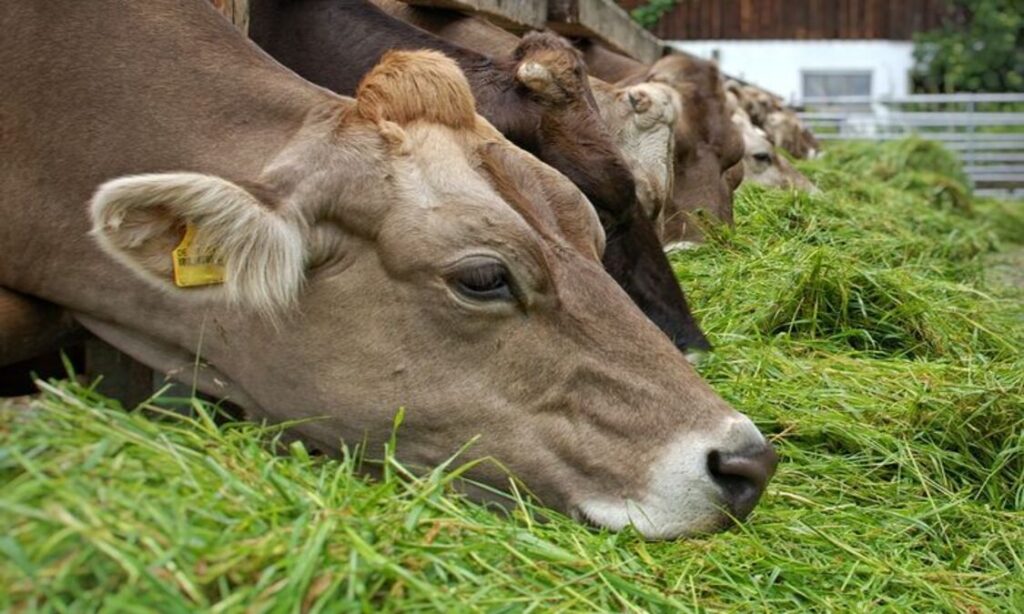 pemberian pakan sapi