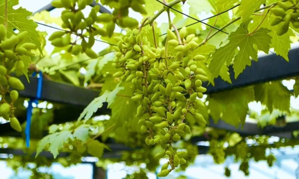 panen buah anggur