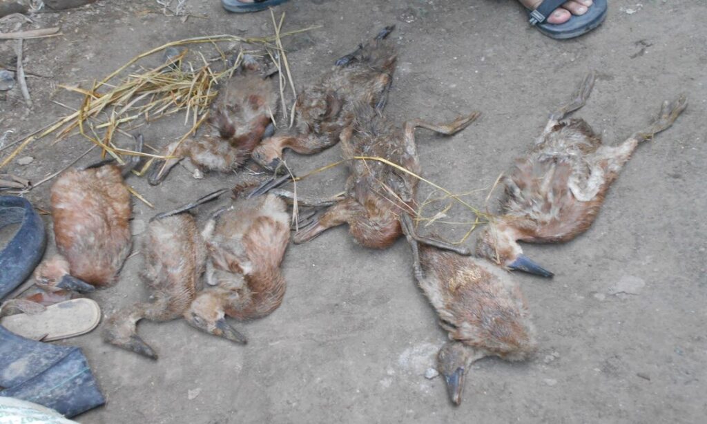 Risiko Serangan Penyakit Bebek