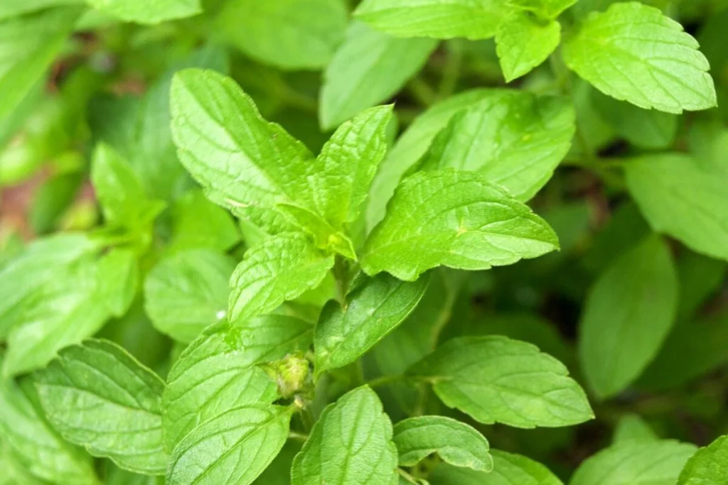 cara menanam kemangi dari biji