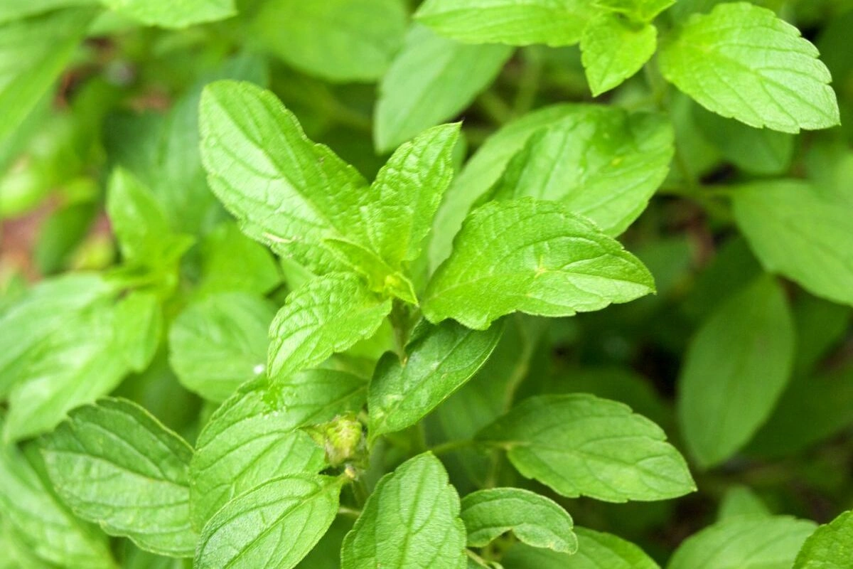 cara menanam kemangi dari biji