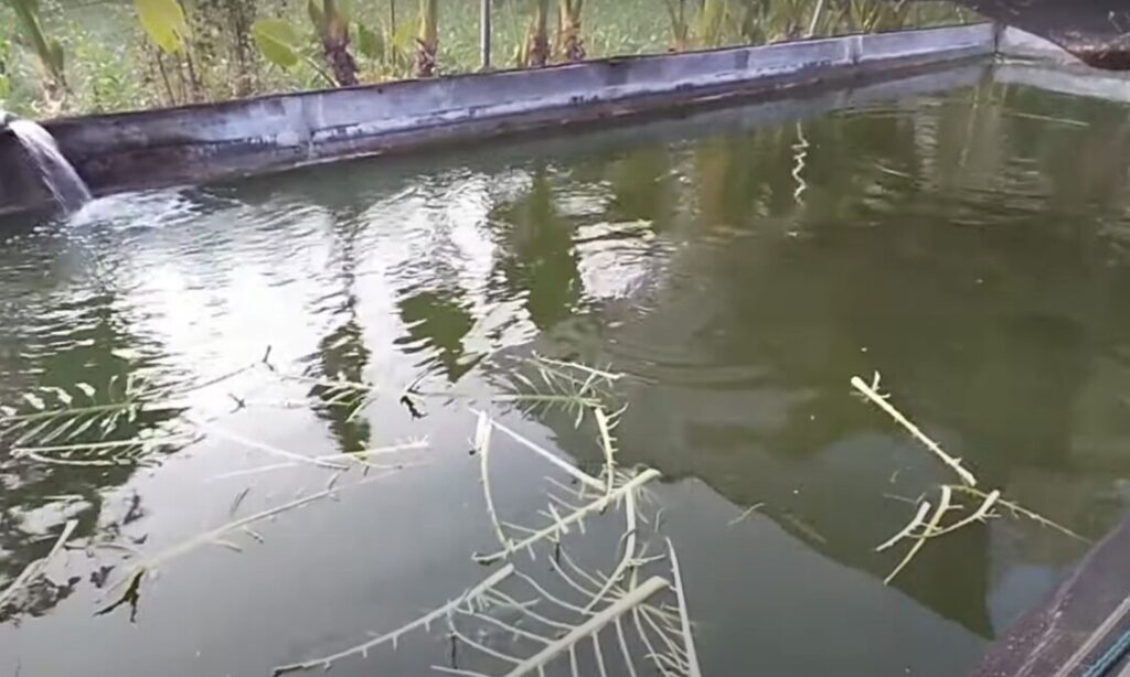 kolam ikan gurame