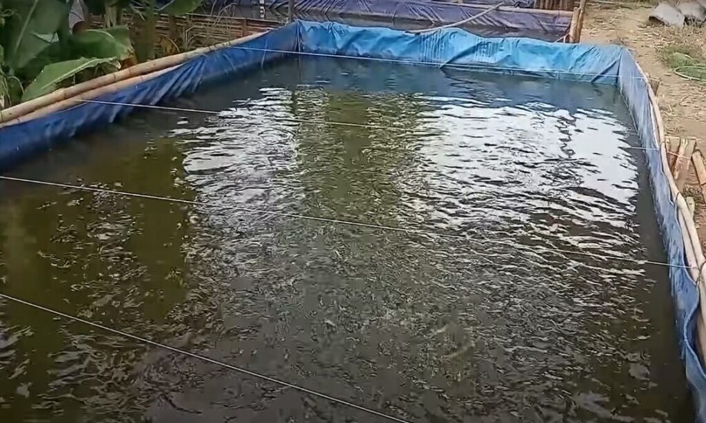 kolam lele