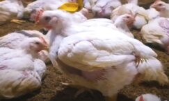 penyakit ayam broiler