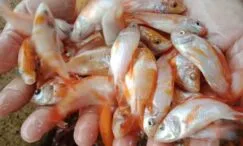 penyebab bibit ikan nila mati