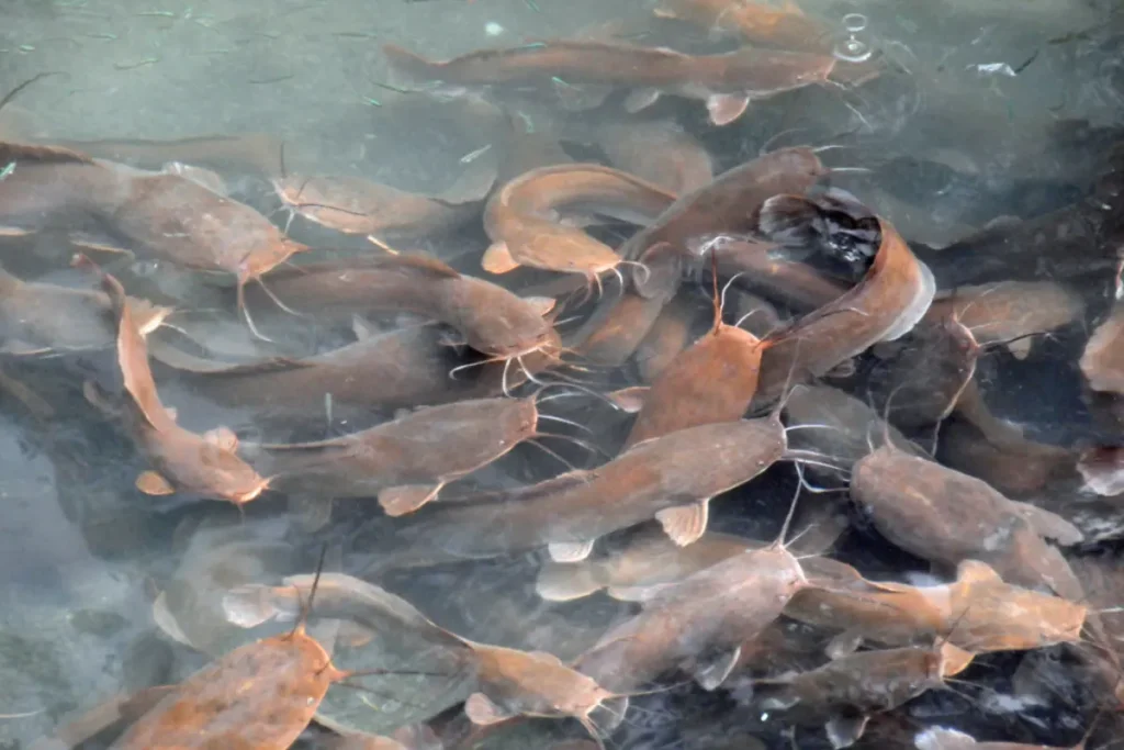 Cara Budidaya Ikan Lele untuk Pemula