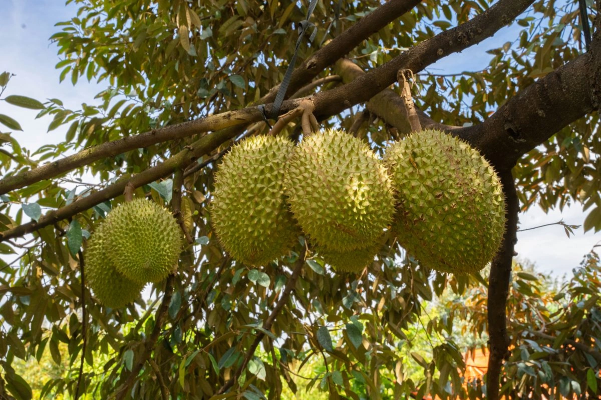 cara menanam durian