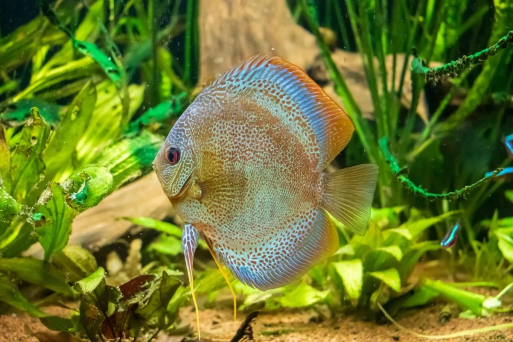 Cara merawat ikan discus di akuarium