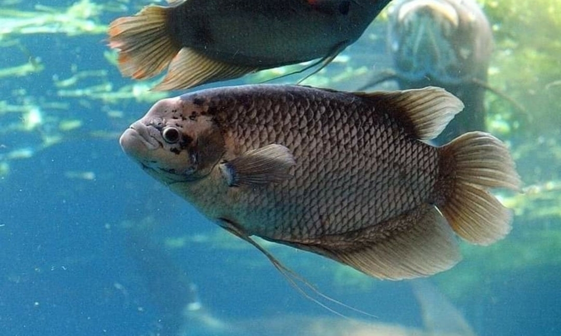 Pakan ikan gurame terbaik