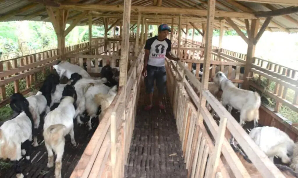 pemilihan kandang kambing