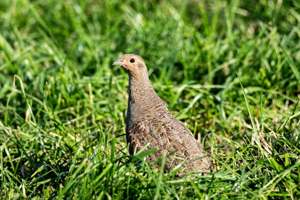 jenis pakan burung puyuh