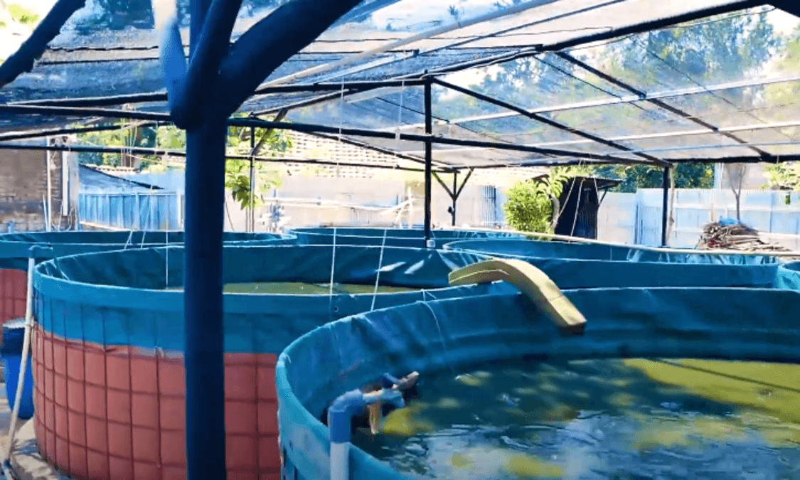 Budidaya Kolam Ikan Lele yang Tepat untuk Hasil Panen Melimpah