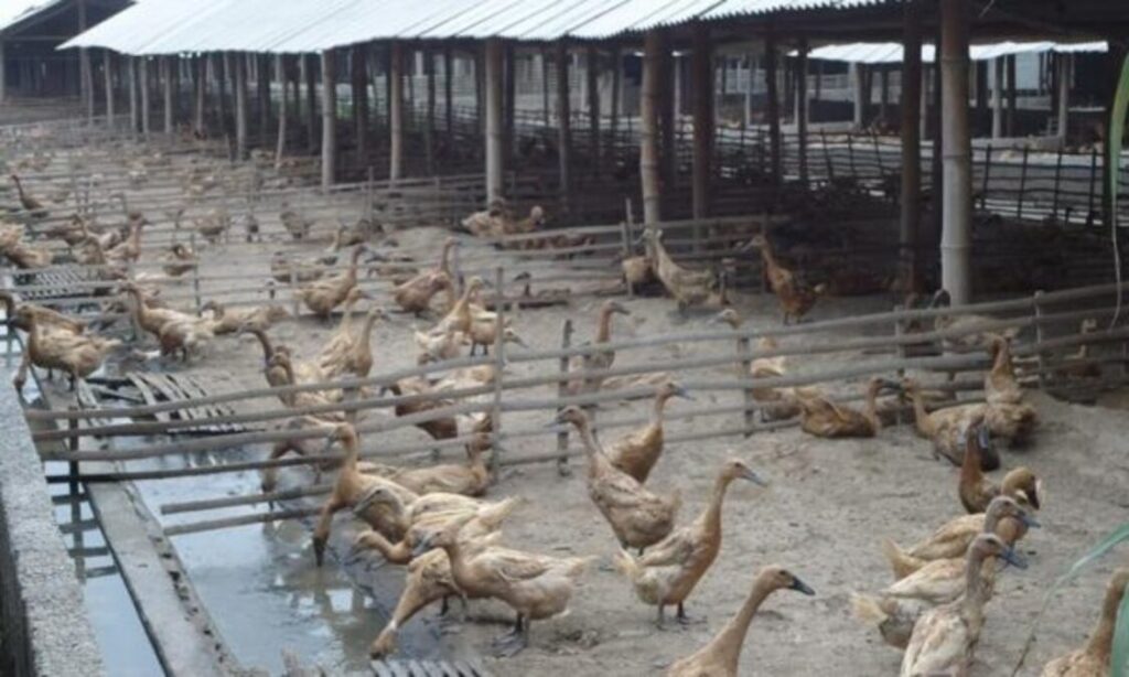 modal bisnis bebek petelur