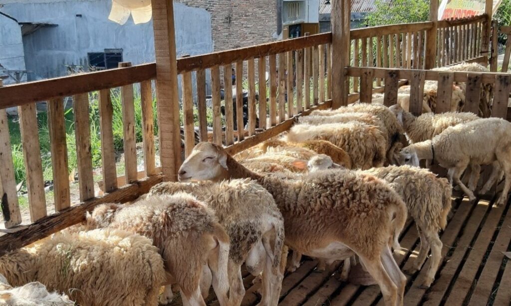 modal usaha ternak kambing