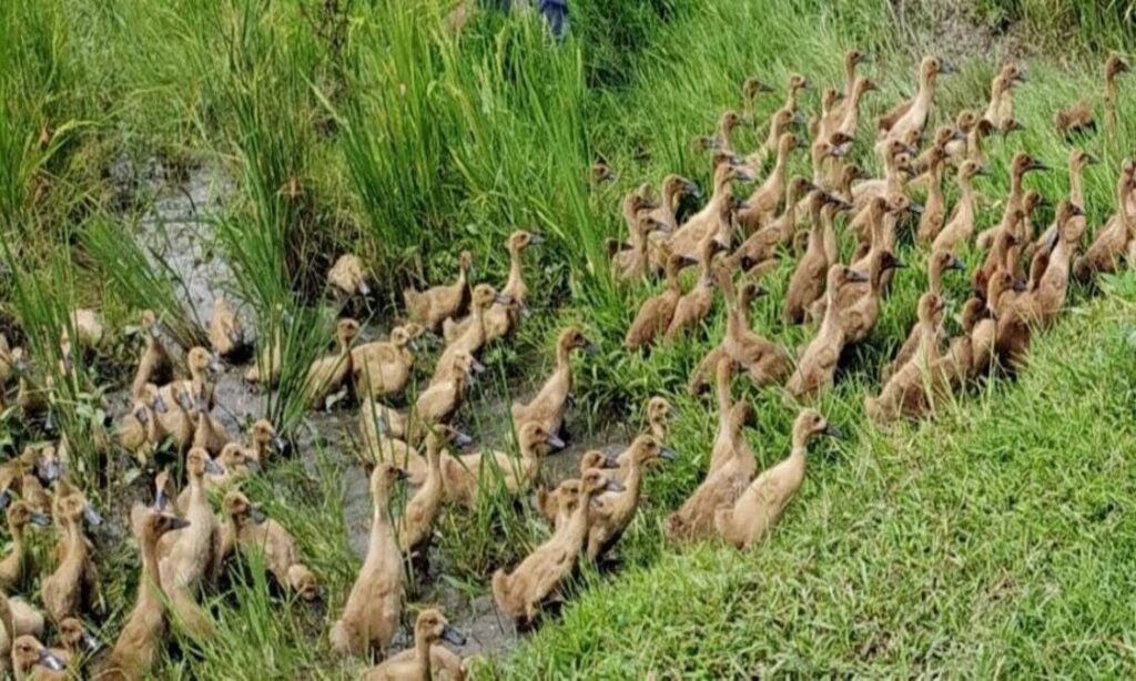 pakan alami bebek